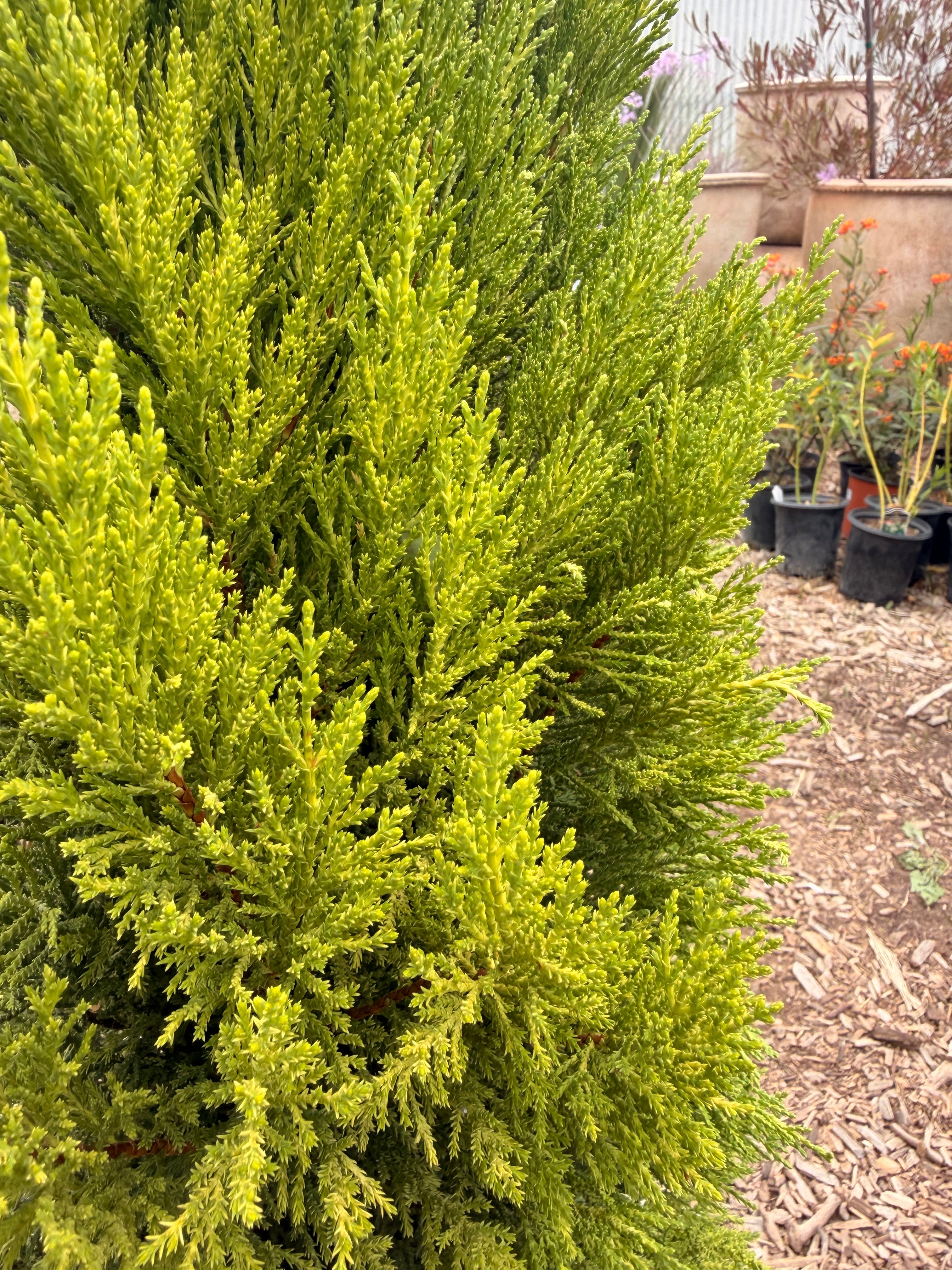 Cupressus 'Lemon Cypress' (5 Gallon)