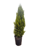 Cupressus 'Lemon Cypress' (5 Gallon)