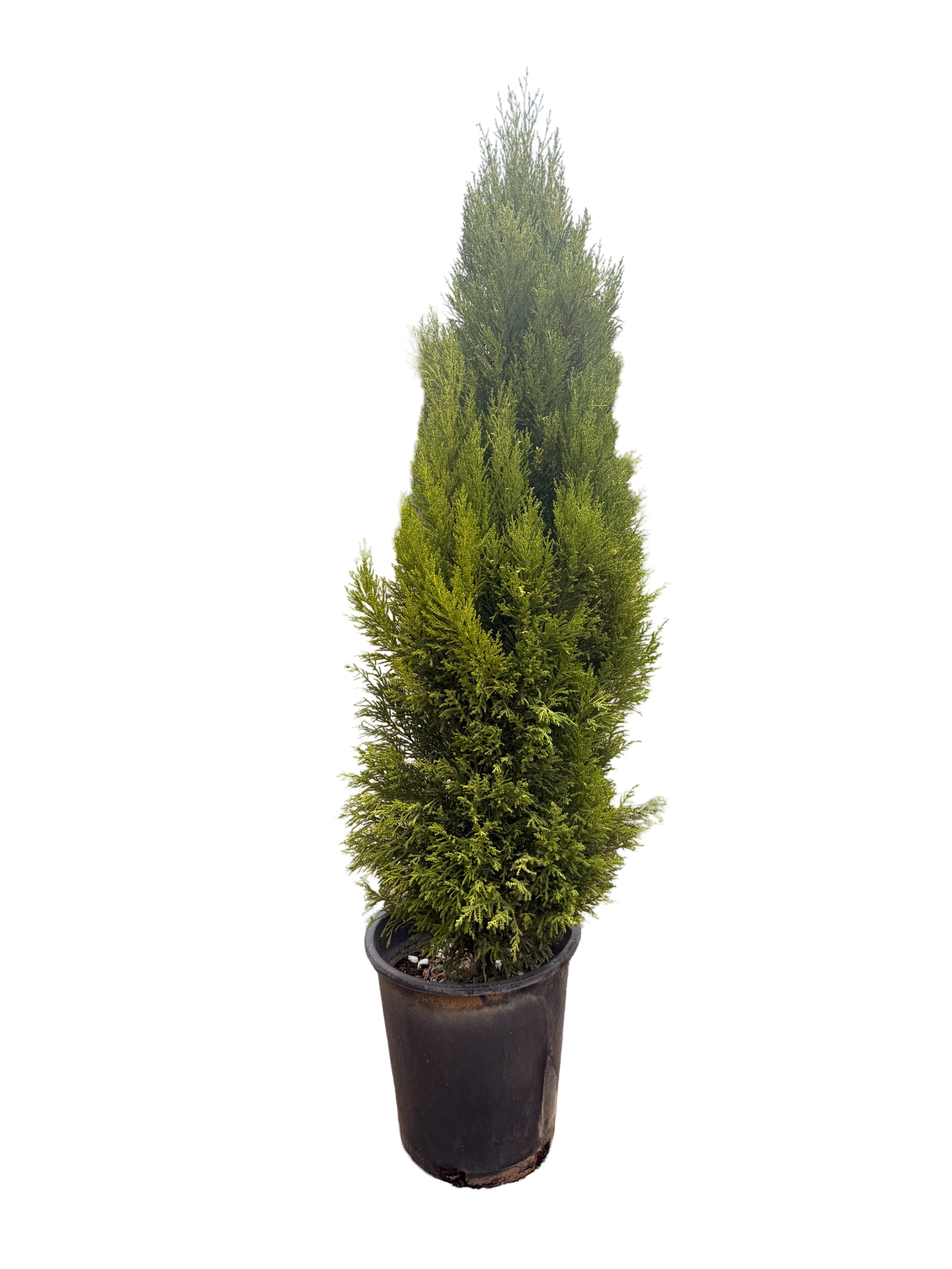 Cupressus 'Lemon Cypress' (5 Gallon)
