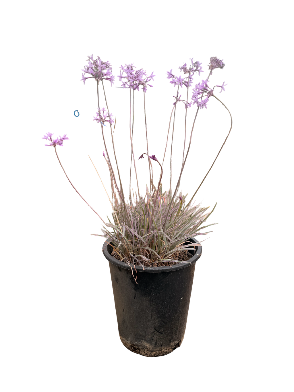 Purple Society Garlic Tulbaghia violacea (5 Gallon)
