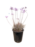 Purple Society Garlic Tulbaghia violacea (5 Gallon)
