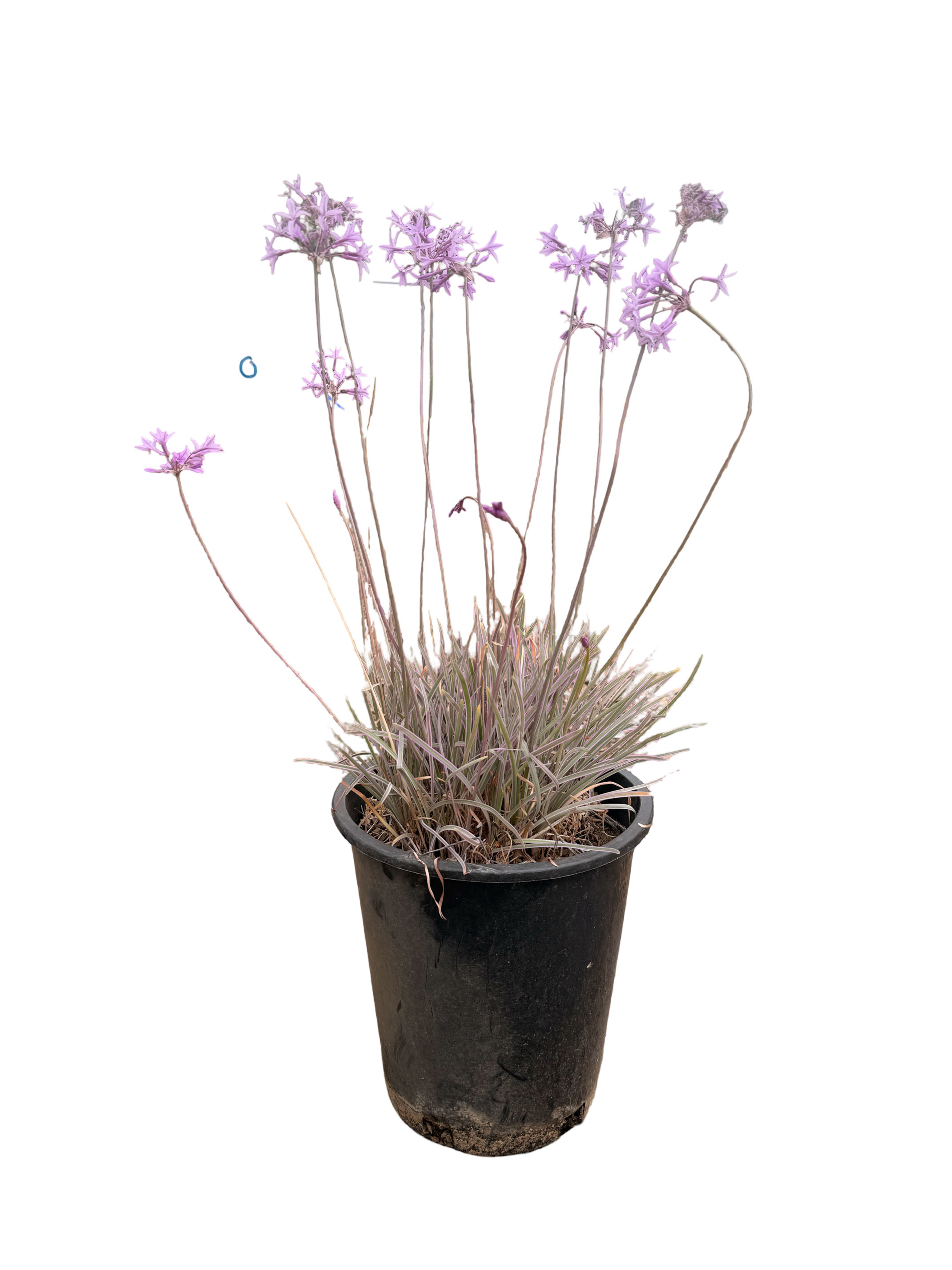 Purple Society Garlic Tulbaghia violacea (5 Gallon)