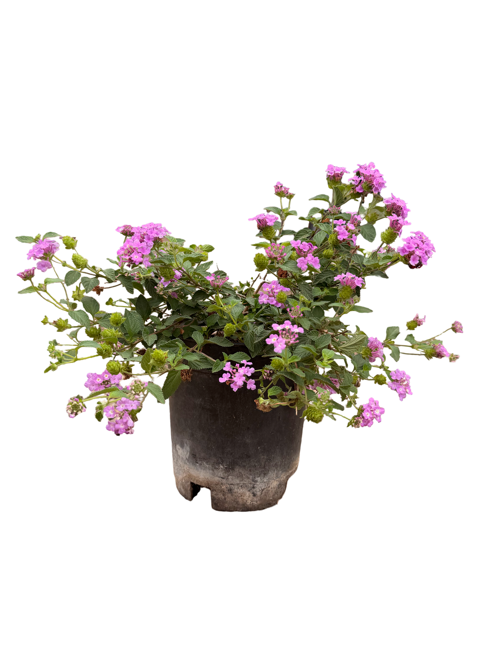 Lantana Sellowiana Trailing Purple (1 Gallon)