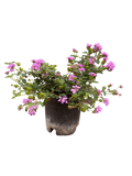 Lantana Sellowiana Trailing Purple (1 Gallon)