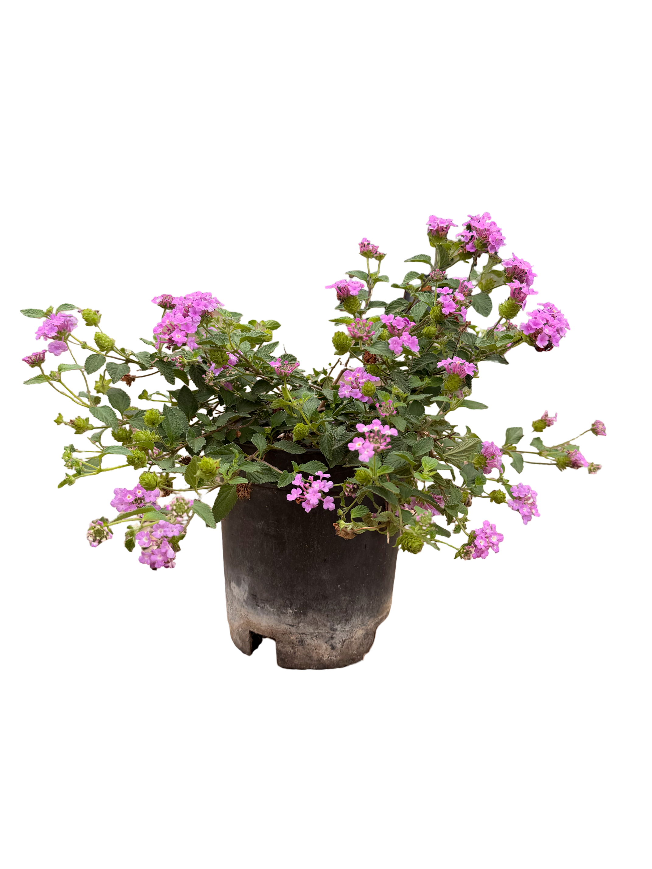 Lantana Sellowiana Trailing Purple (1 Gallon)