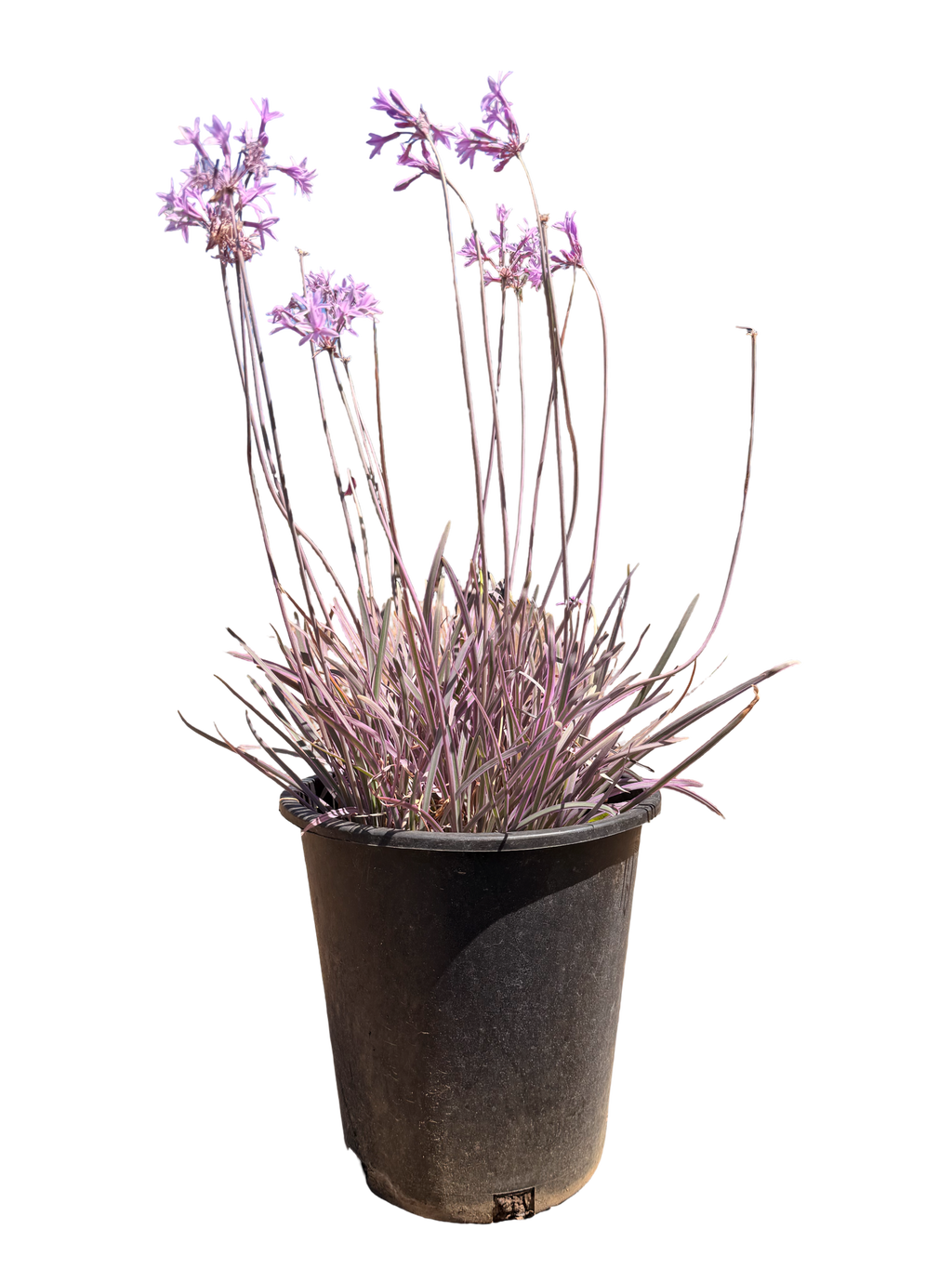 Purple Society Garlic Tulbaghia violacea (1 Gallon)