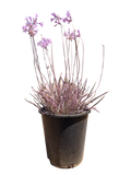 Purple Society Garlic Tulbaghia violacea (1 Gallon)