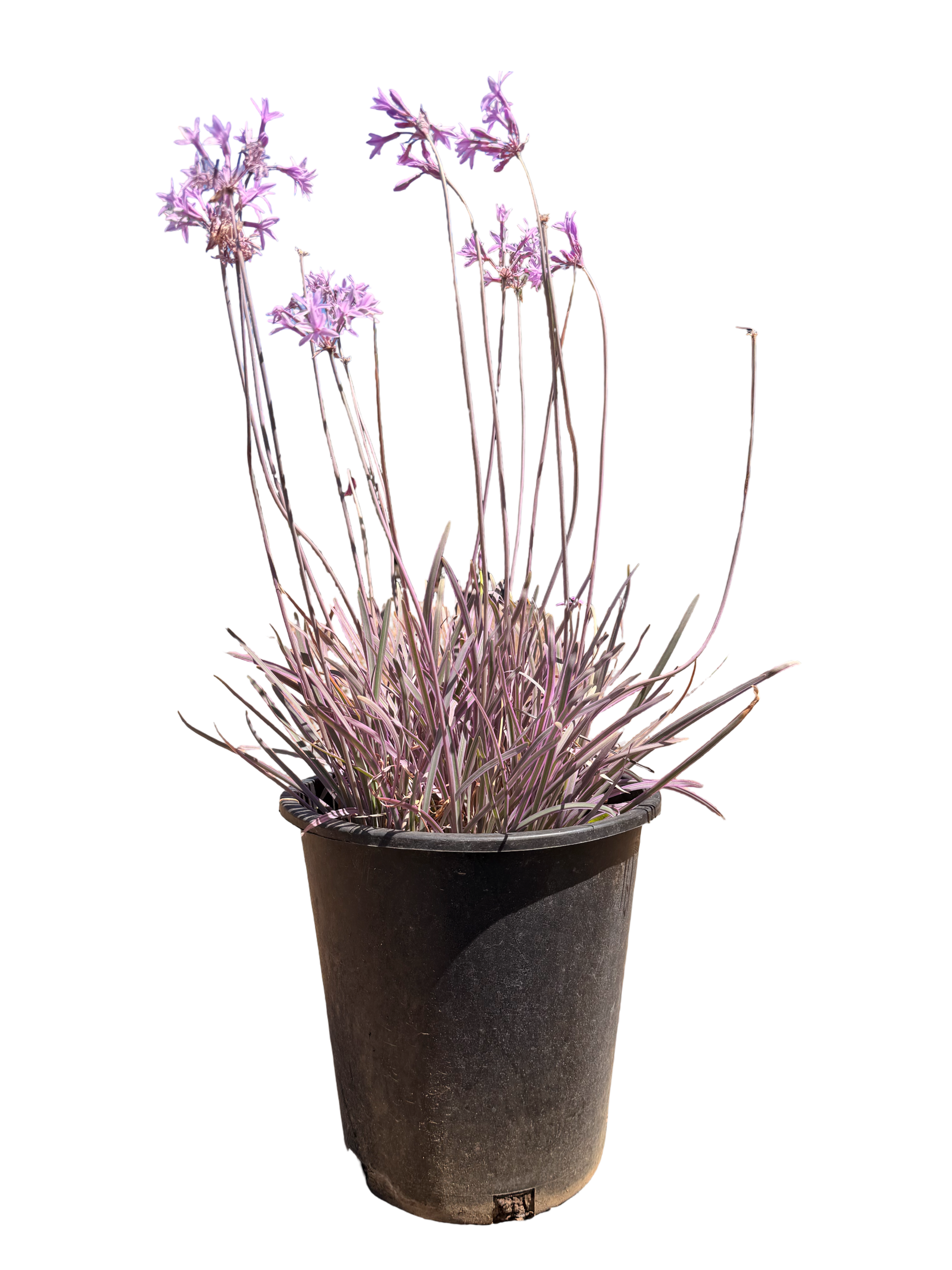 Purple Society Garlic Tulbaghia violacea (1 Gallon)