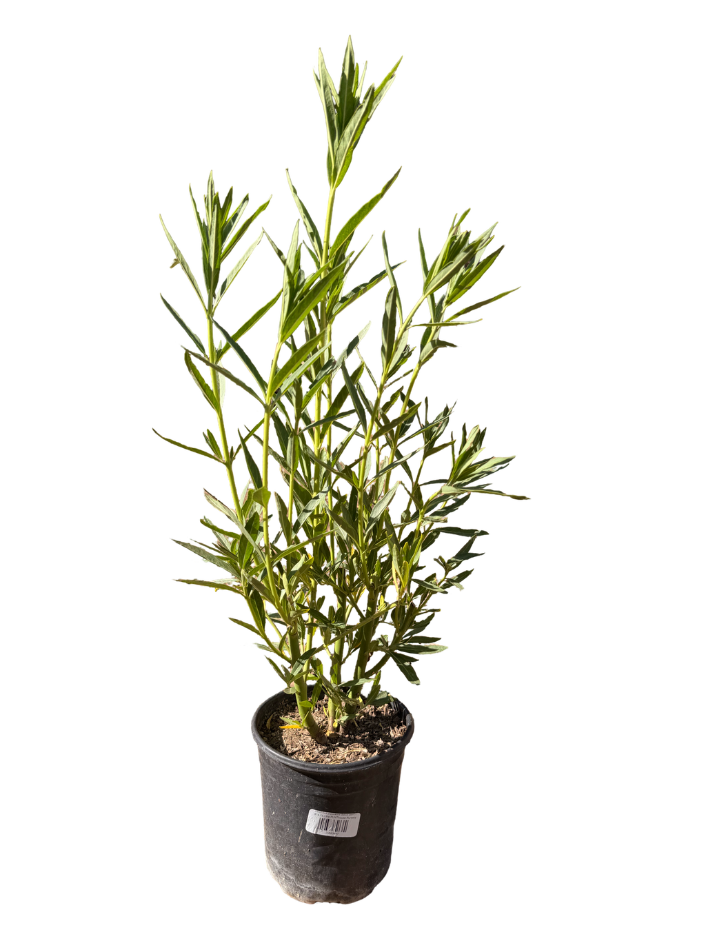 Asclepias physocarpus ‘Balloon plant’ Milkweed (1 Gallon)