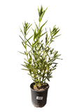 Asclepias physocarpus ‘Balloon plant’ Milkweed (1 Gallon)
