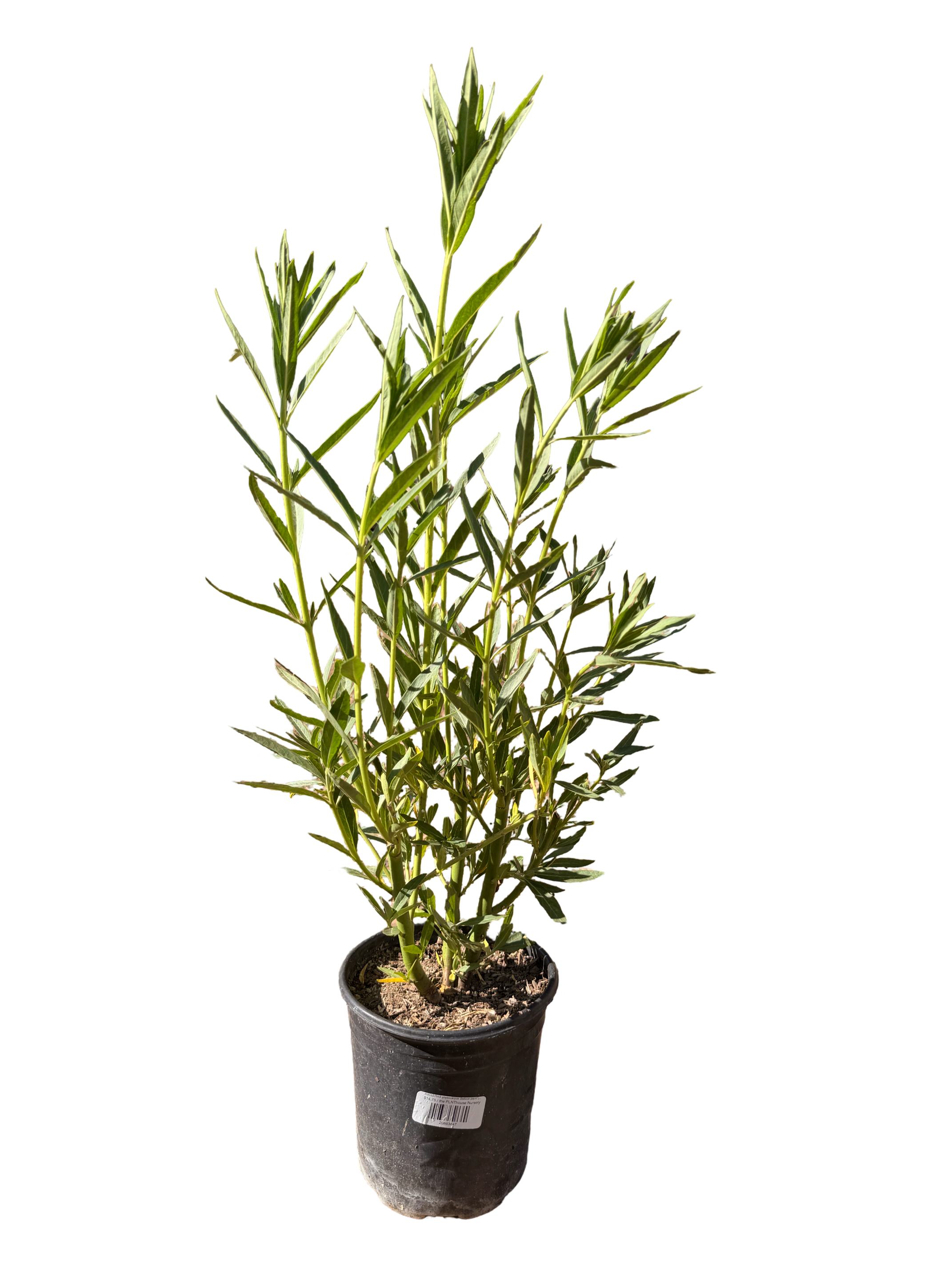 Asclepias physocarpus ‘Balloon plant’ Milkweed (1 Gallon)
