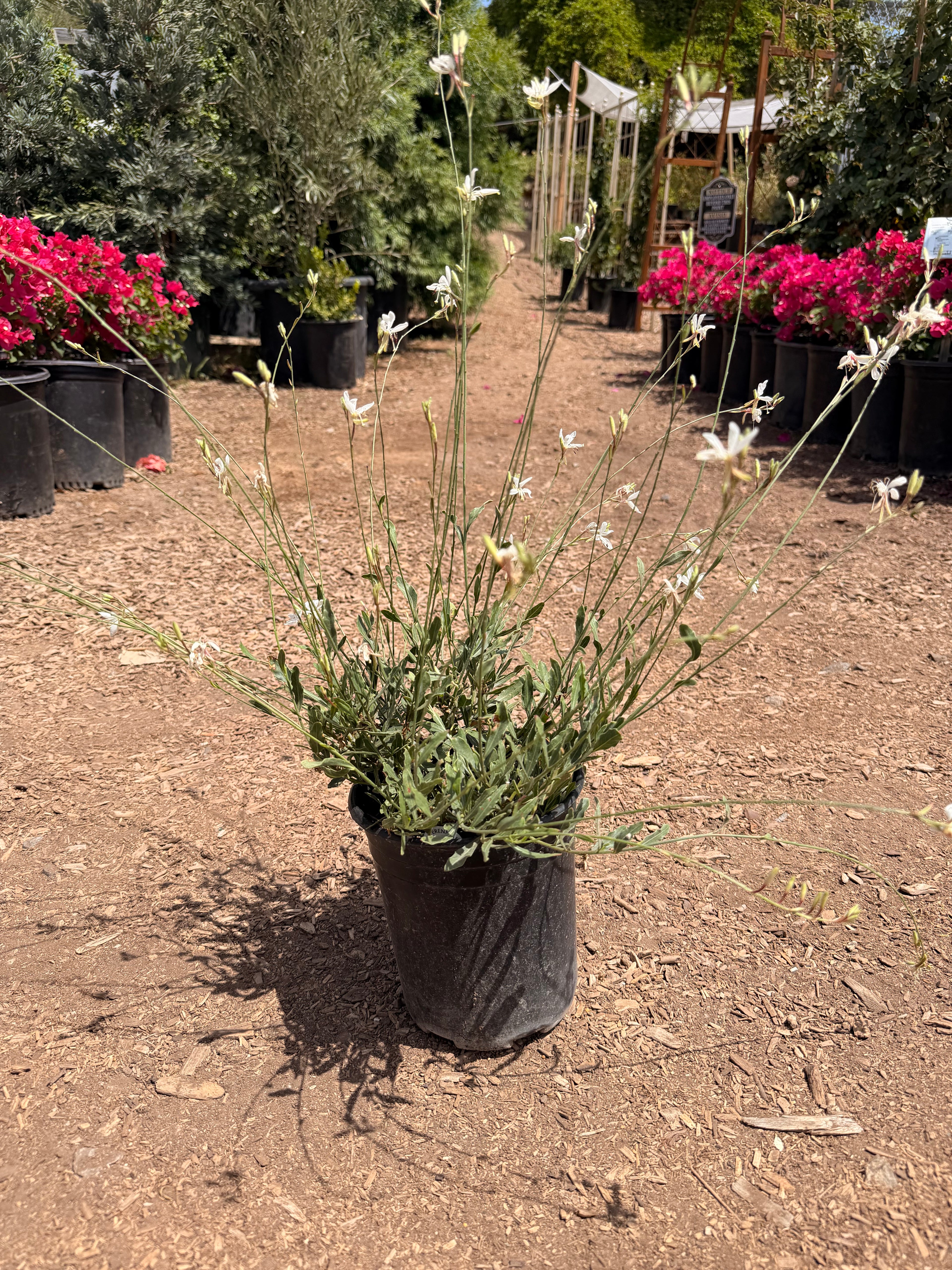 Gaura l. Belleza® ‘White’ (1 Gallon)