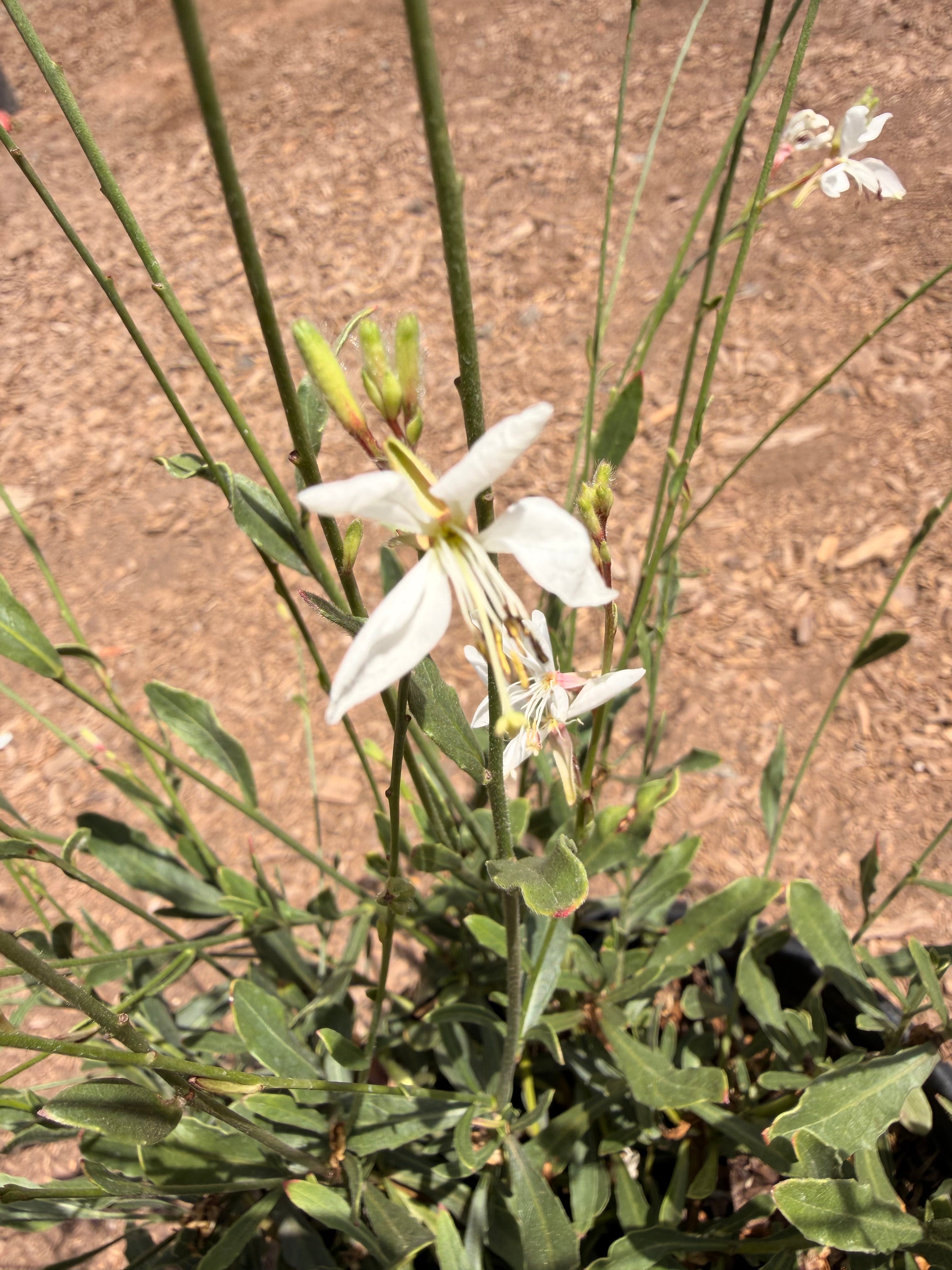 Gaura l. Belleza® ‘White’ (1 Gallon)