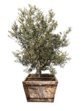 Olea Europaea Swan Hill Olives® Multi Trunk 48" Box