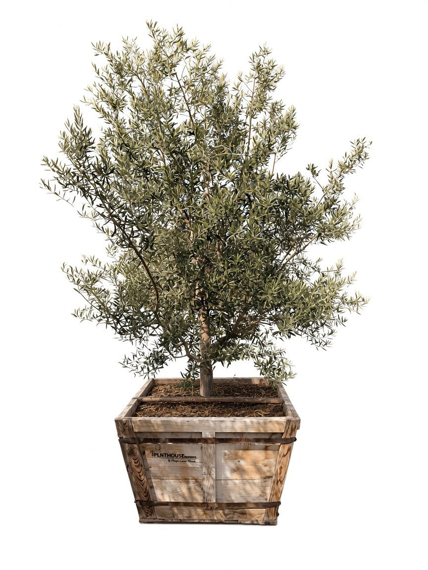 Olea Europaea Swan Hill Olives® Multi Trunk 48" Box