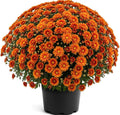 2 Gallon Garden Mums Variety of Color (Chrysanthemum)