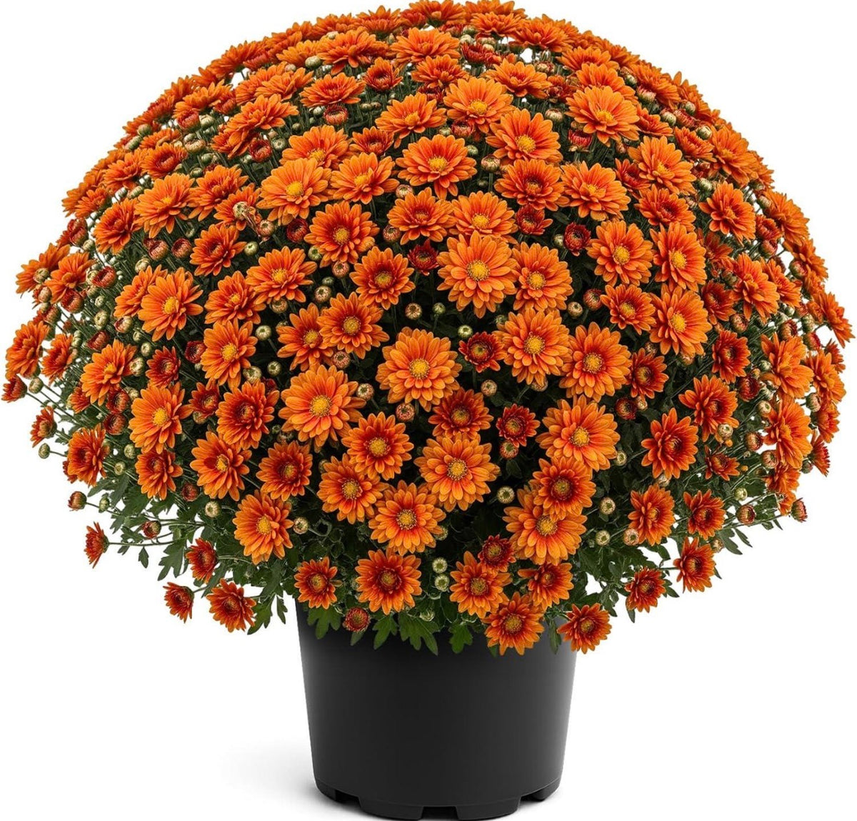 2 Gallon Garden Mums Variety of Color (Chrysanthemum)