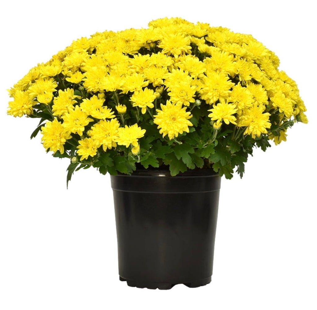 1 Gallon Garden Mums Variety of Color (Chrysanthemum)