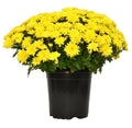 1 Gallon Garden Mums Variety of Color (Chrysanthemum)