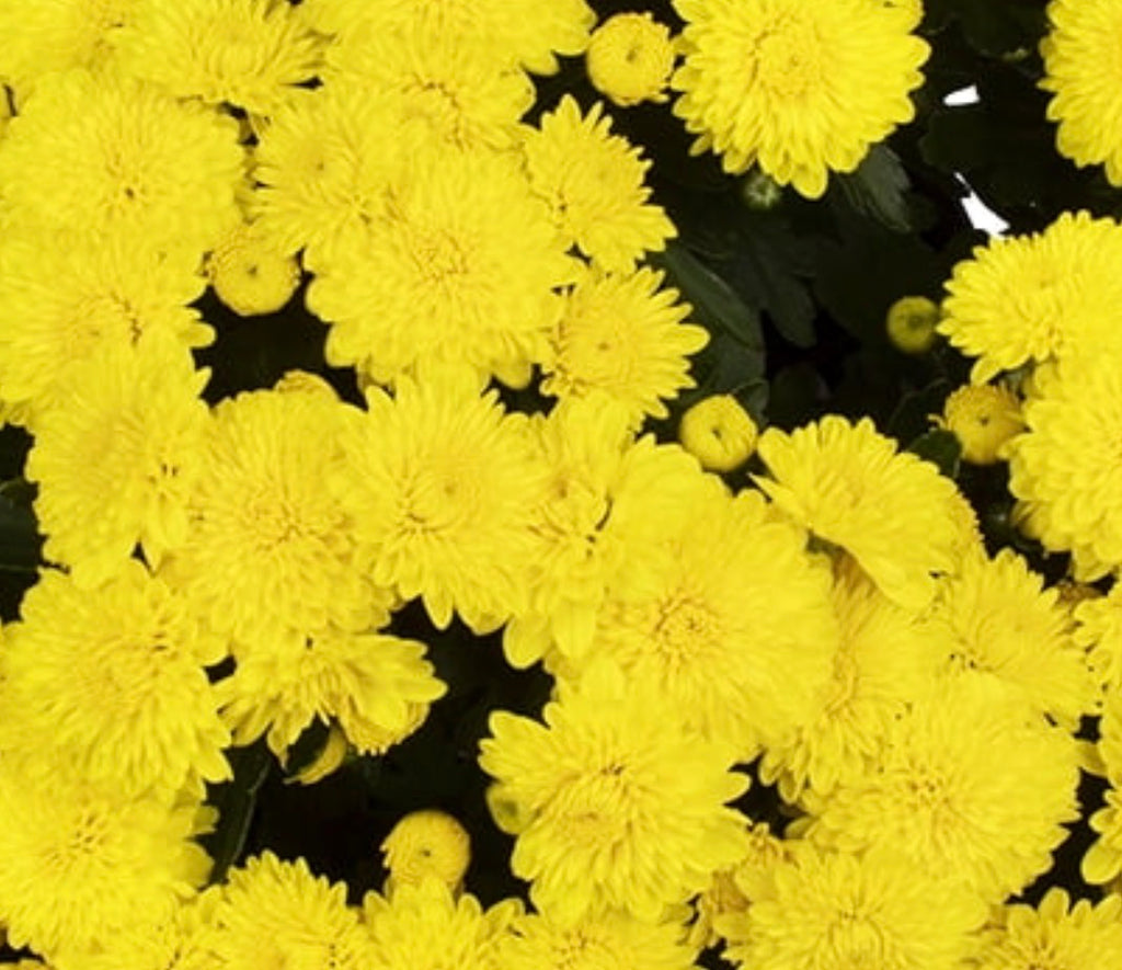 1 Gallon Garden Mums Variety of Color (Chrysanthemum)