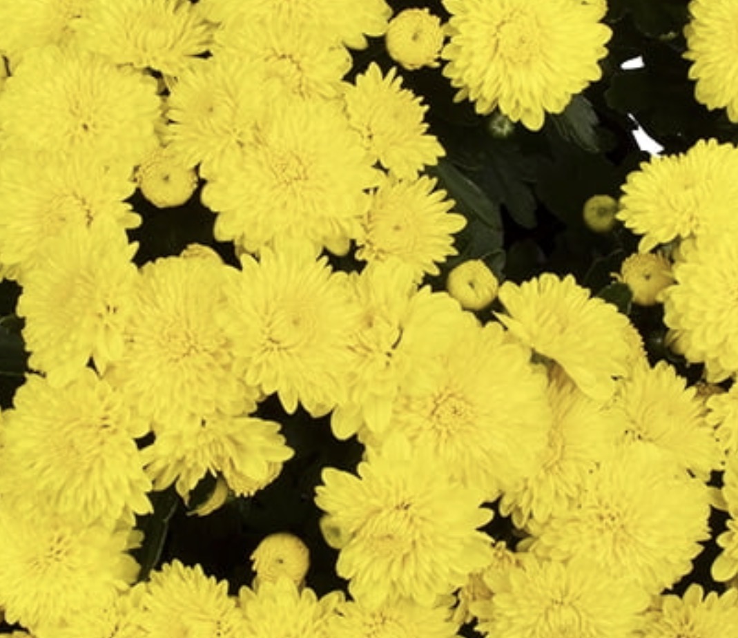 1 Gallon Garden Mums Variety of Color (Chrysanthemum)