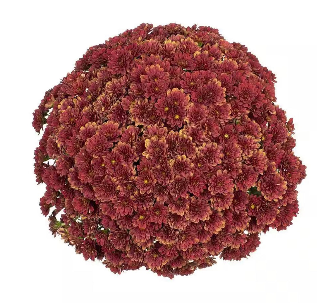 8" Garden Mums Variety of Color (Chrysanthemum)