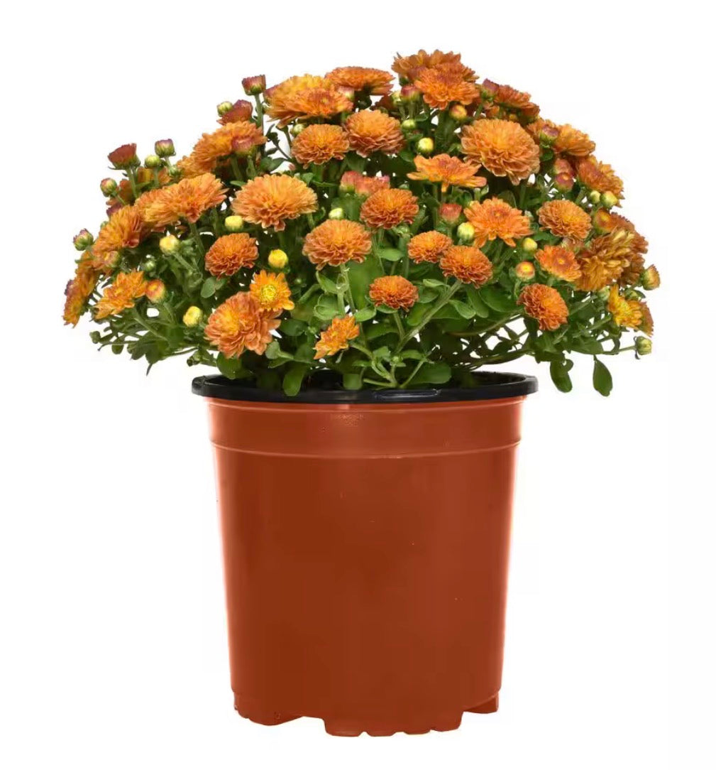 8" Garden Mums Variety of Color (Chrysanthemum)