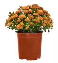8" Garden Mums Variety of Color (Chrysanthemum)