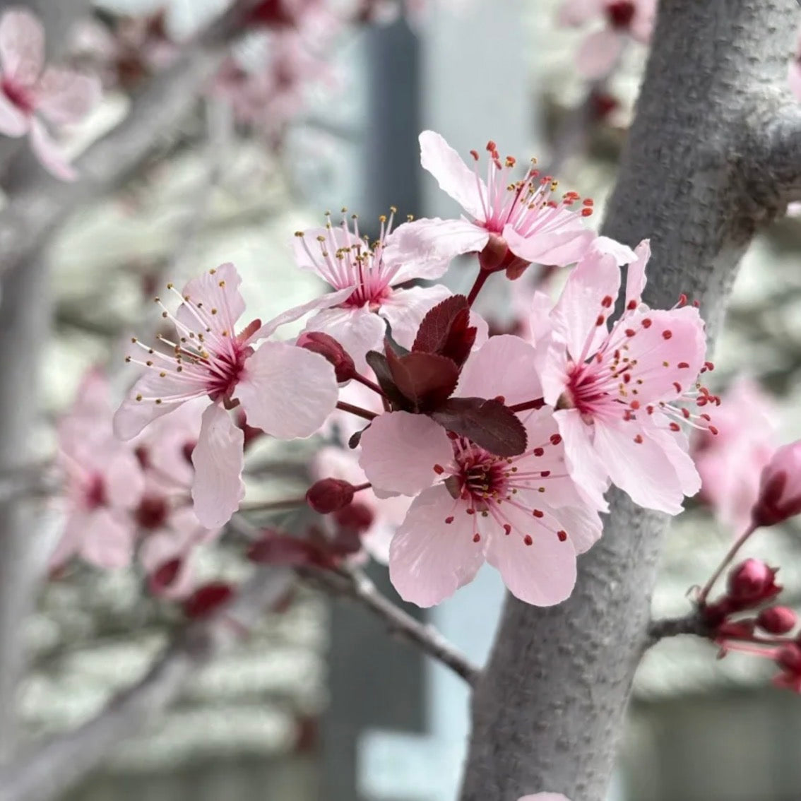 PRUNUS cerasifera 'Purple Pony' (5 Gallon)