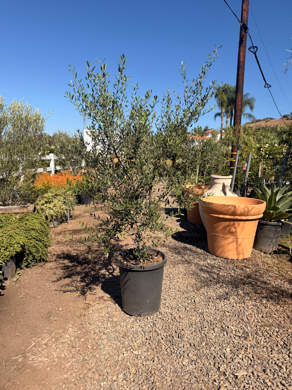 Olive 'Wilsonii' Olea europaea Fruitless (15 Gallon)