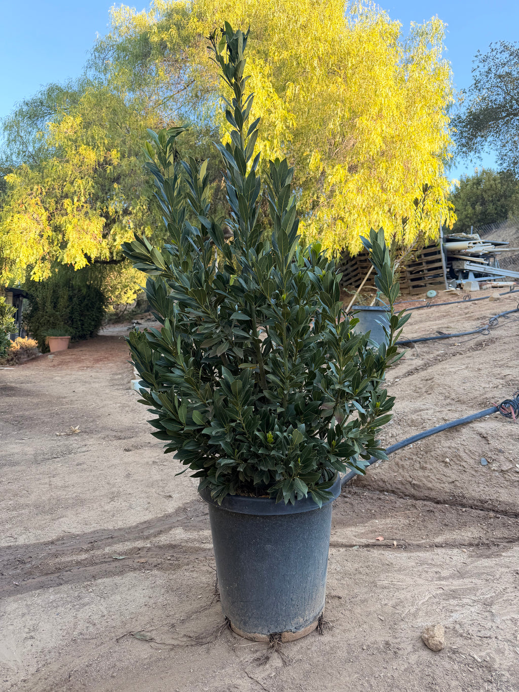 Laurus nobilis 'Sweet Bay' (15 Gallon)