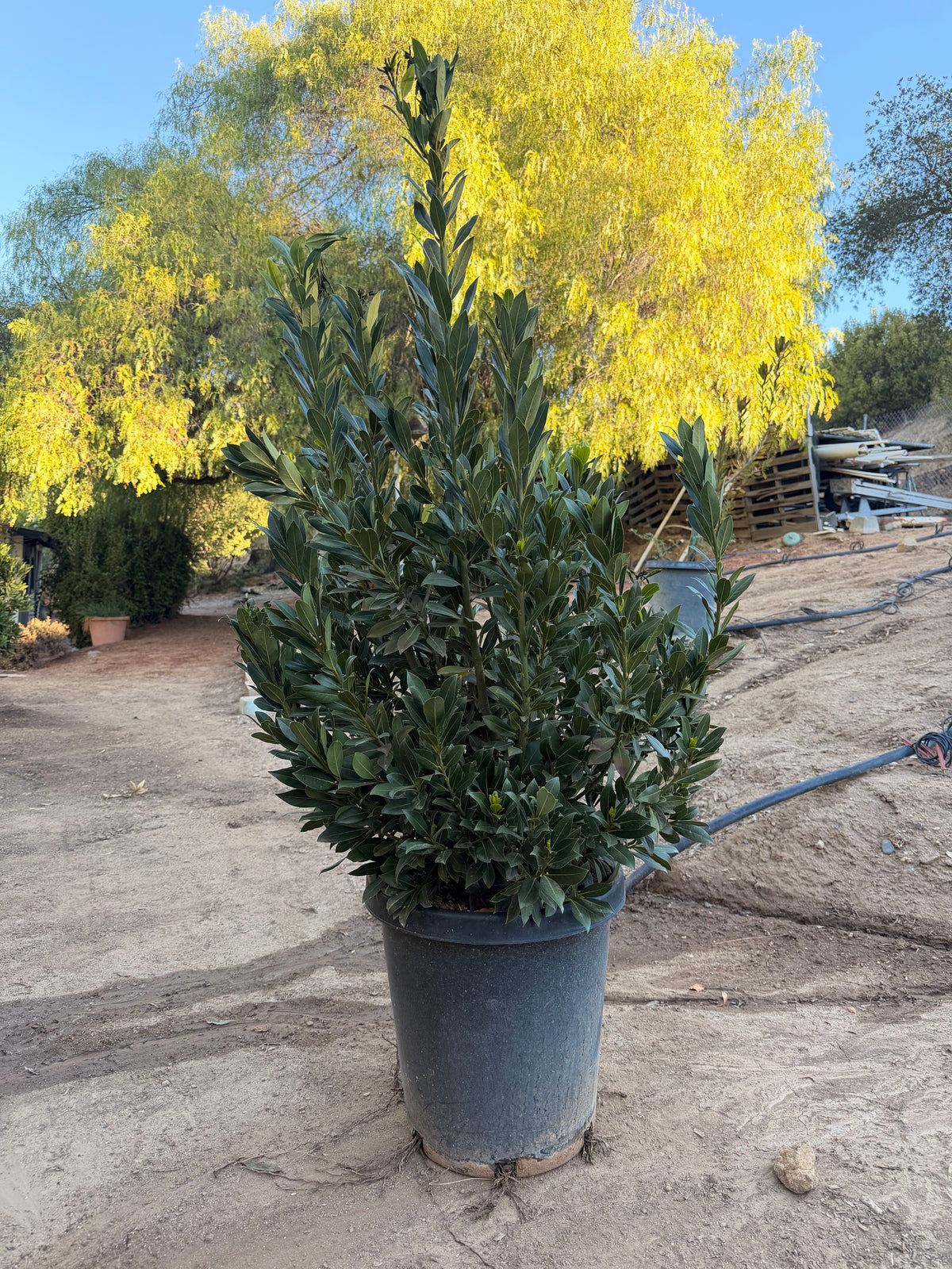 Laurus nobilis 'Sweet Bay' (15 Gallon)