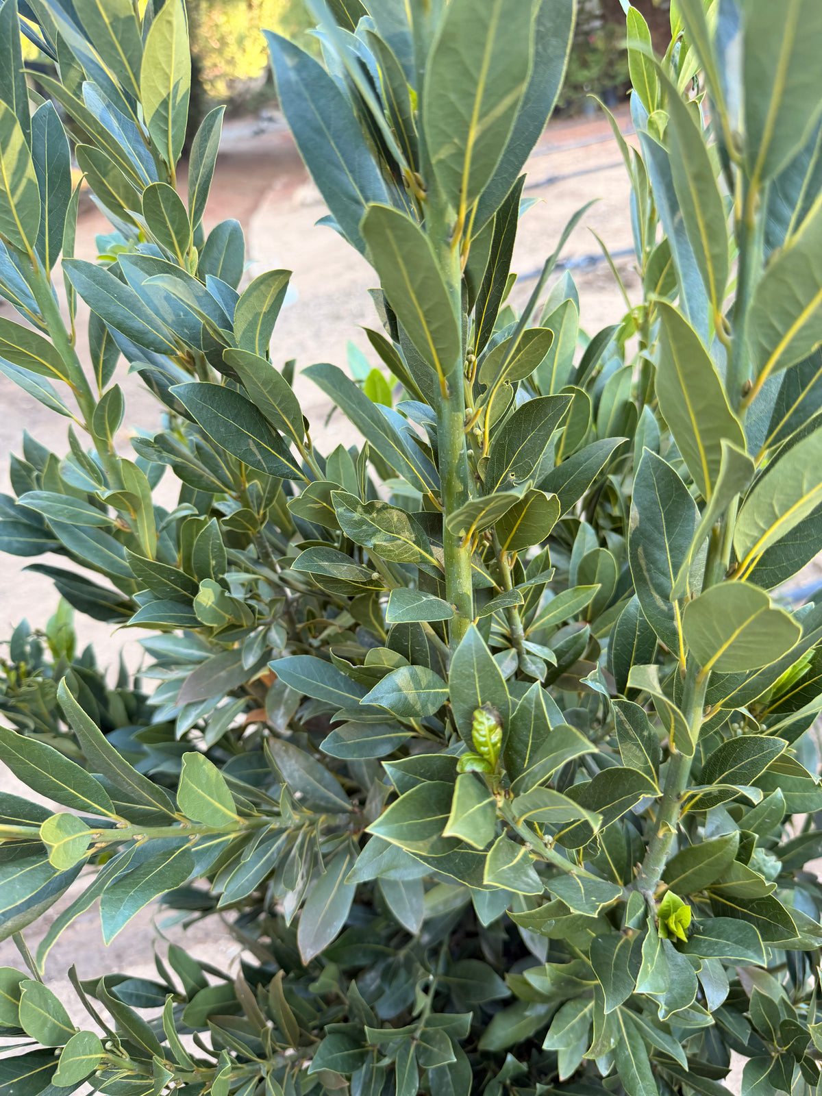 Laurus nobilis 'Sweet Bay' (15 Gallon)