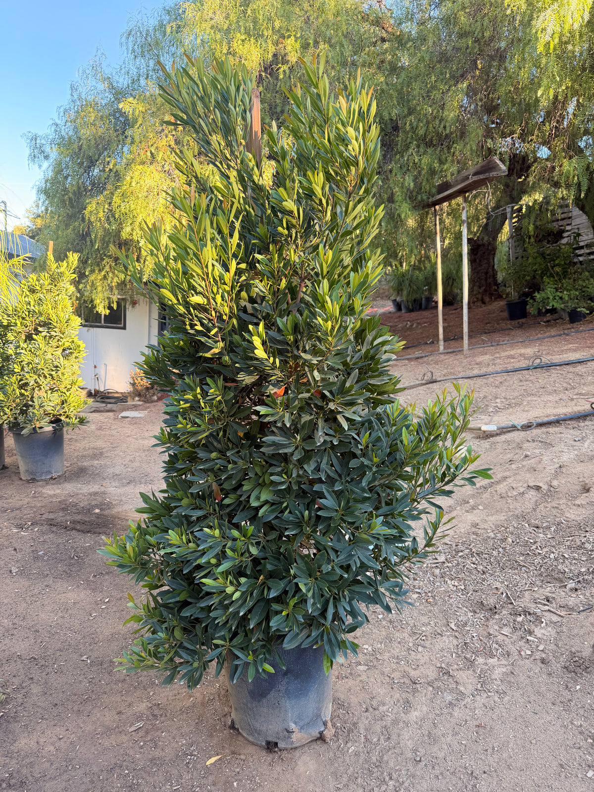 Elaeocarpus decipiens 'Japanese Blueberry' (15 Gallon)