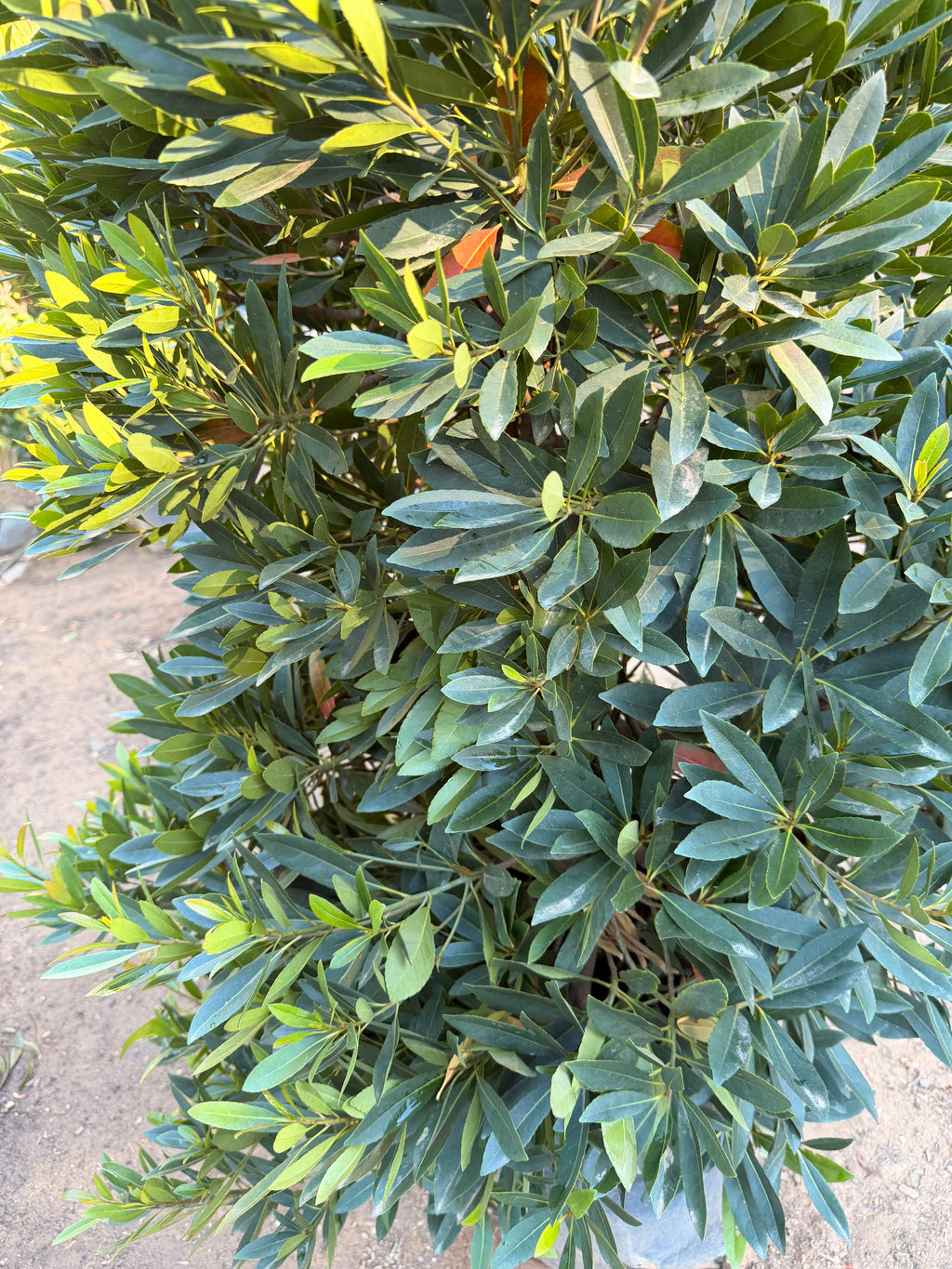 Elaeocarpus decipiens 'Japanese Blueberry' (15 Gallon)