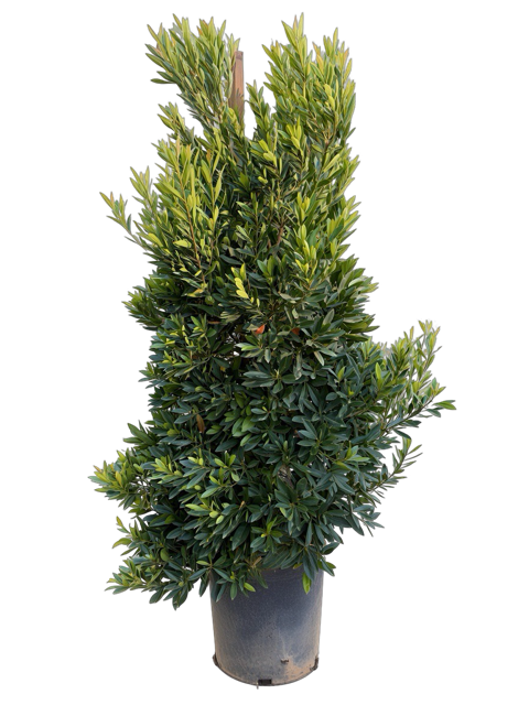 Elaeocarpus decipiens 'Japanese Blueberry' (15 Gallon)