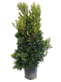 Elaeocarpus decipiens 'Japanese Blueberry' (15 Gallon)