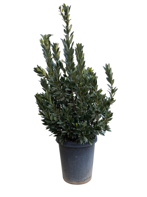 Laurus nobilis 'Sweet Bay' (15 Gallon)