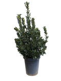 Laurus nobilis 'Sweet Bay' (15 Gallon)