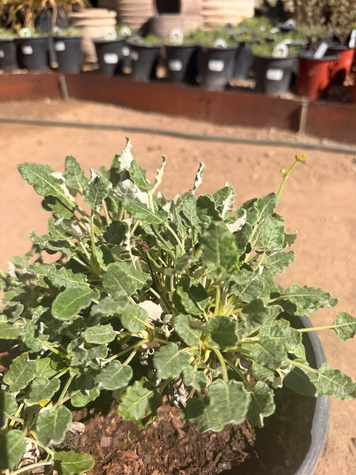 Eriogonum Grande var rubescens (5 Gallon) Red Buckwheat
