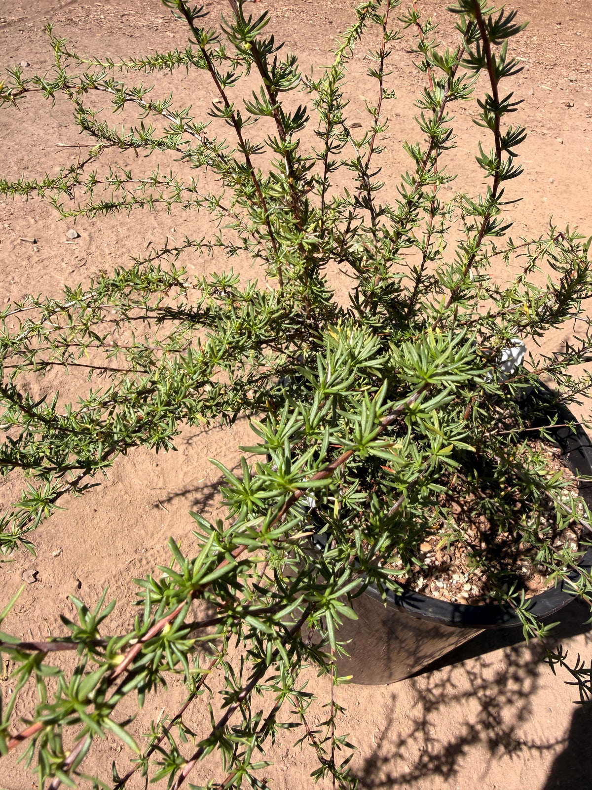 Eriogonum fasciculatum var fasciculatum (5 Gallon) California Buckwheat