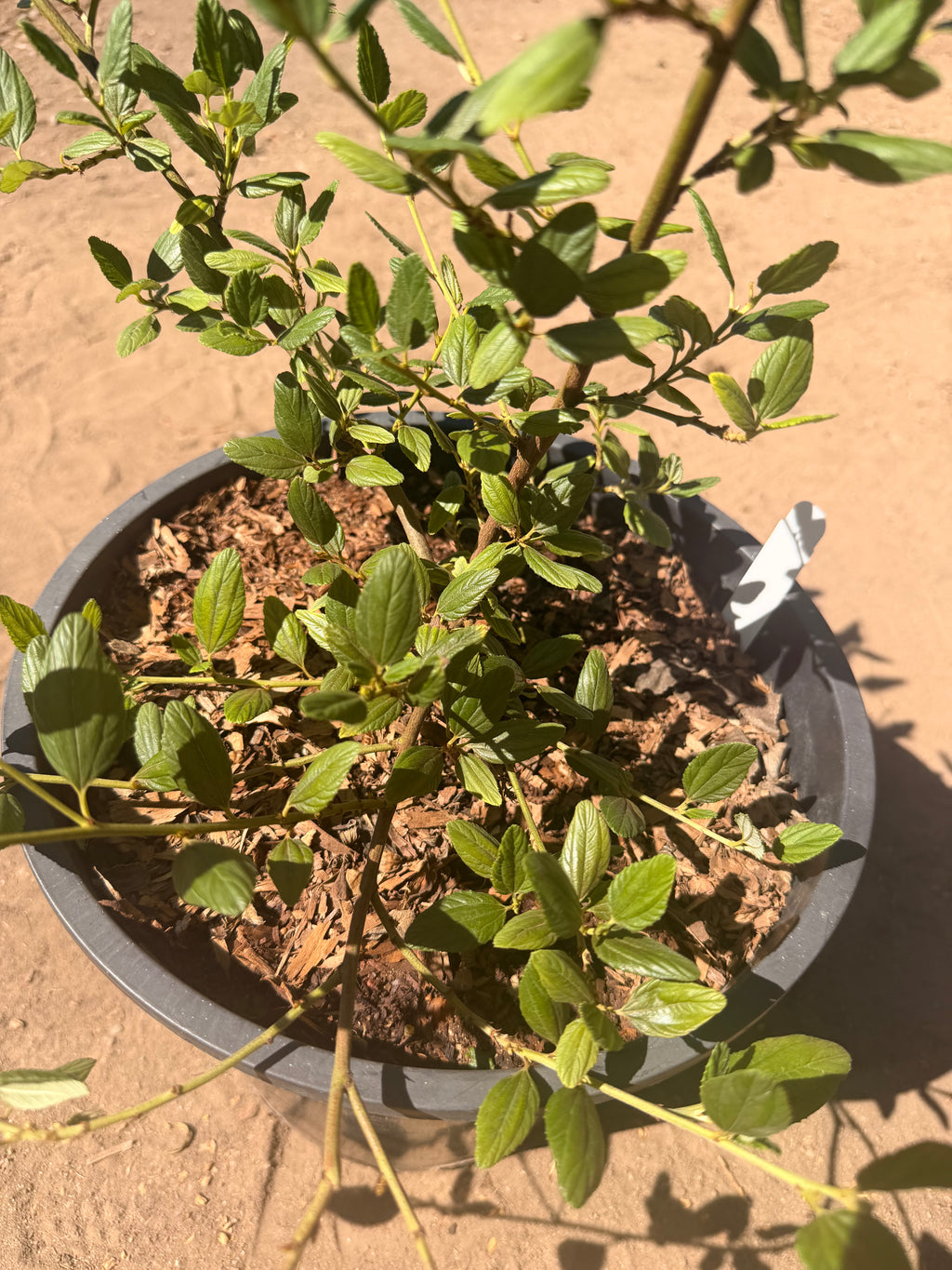 Ceanothus 'Ray Hartman' California Lilac (5 Gallon)