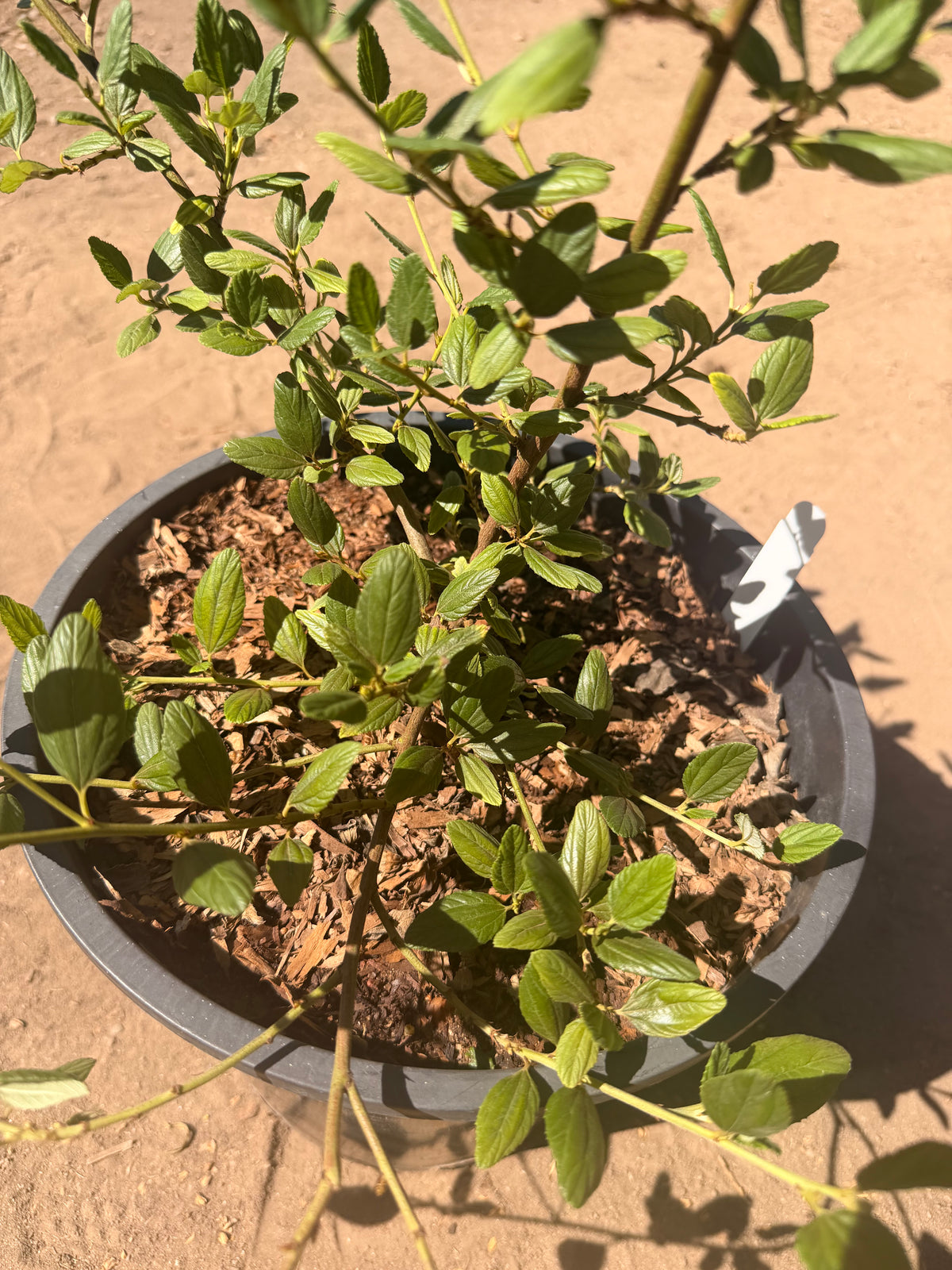 Ceanothus 'Ray Hartman' California Lilac (5 Gallon)