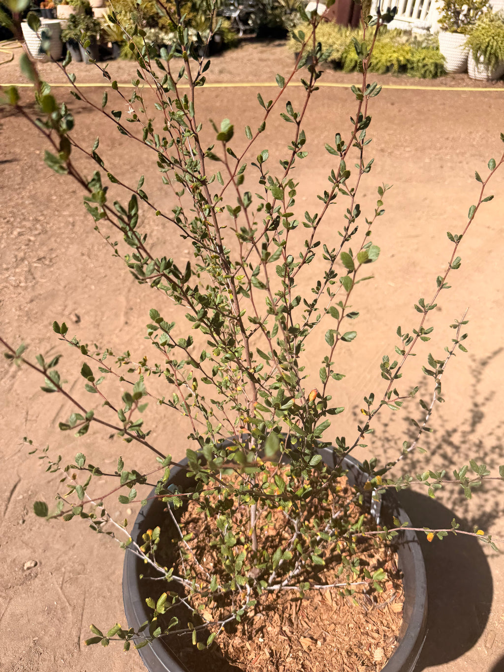 Cercocarpus minutiflorus - San Diego Mountain Mahogany (15 Gallon)