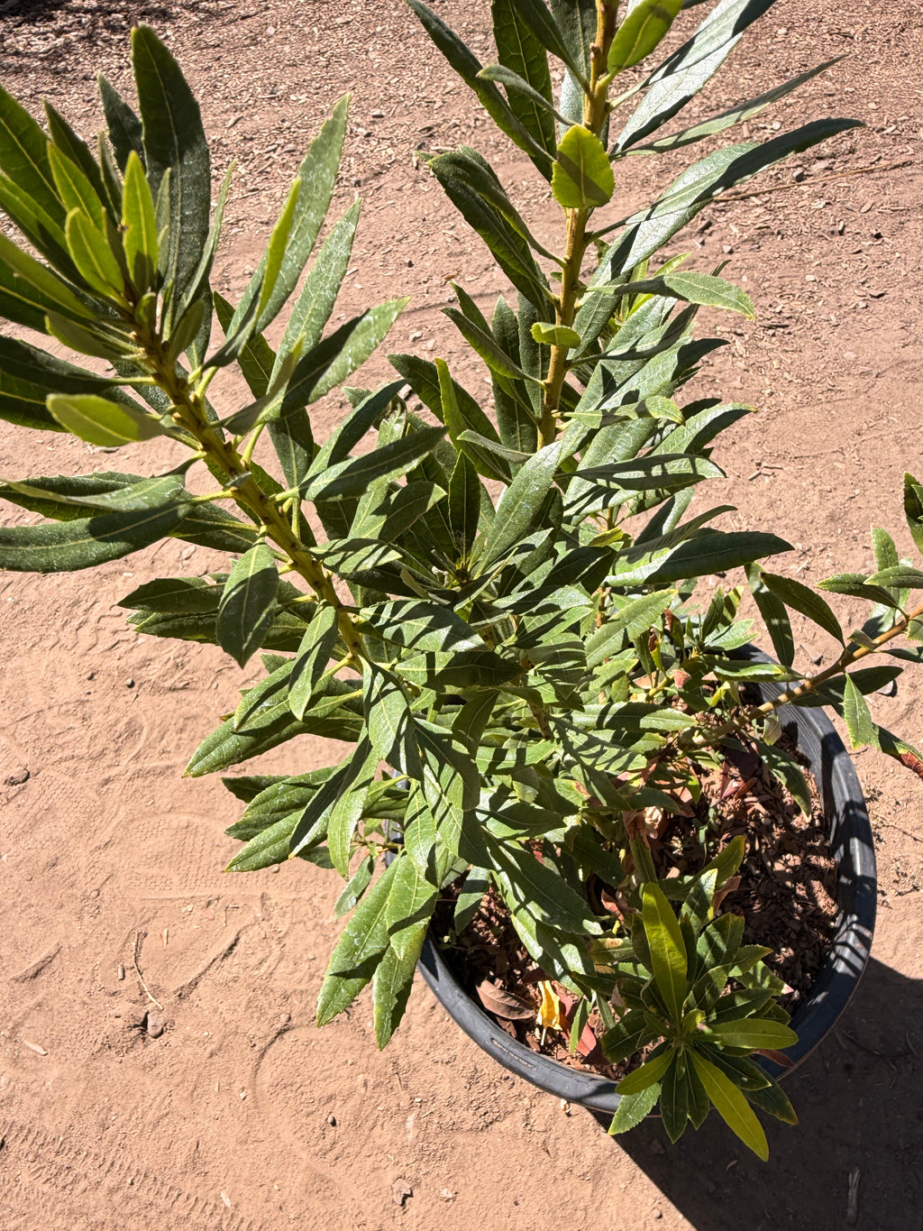 Myrica Californica - Pacific Wax Myrtle (5 Gallon)