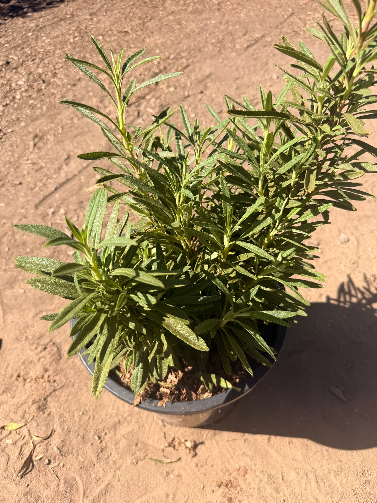 Salvia Mellifera - Black Sage (5 Gallon)