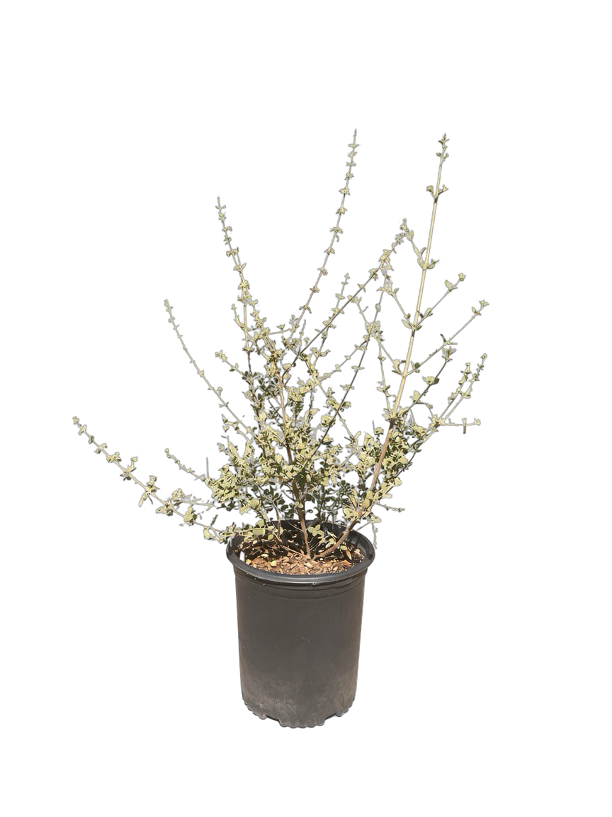 Condea Emoryi 'Desert Lavender' (5 Gallon)