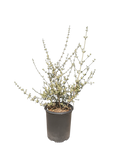 Cercocarpus minutiflorus - San Diego Mountain Mahogany (15 Gallon)