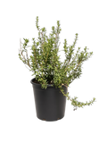 Iva Hayesiana (5 Gallon) 'San Diego Marsh-elder'