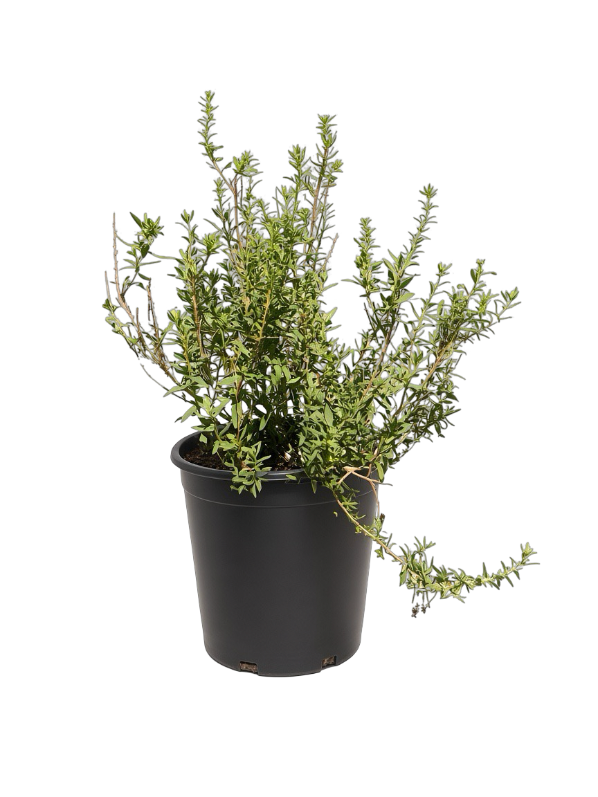 Iva Hayesiana (5 Gallon) 'San Diego Marsh-elder'